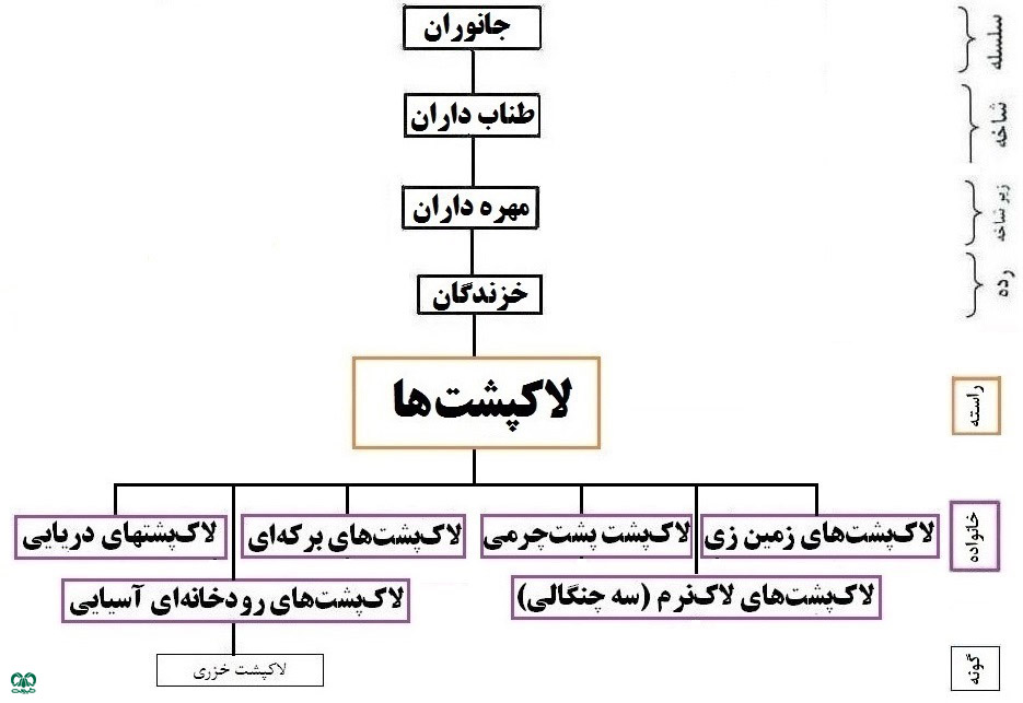 خانواده لاکپشت‌های رودخانه‌ای آسیایی