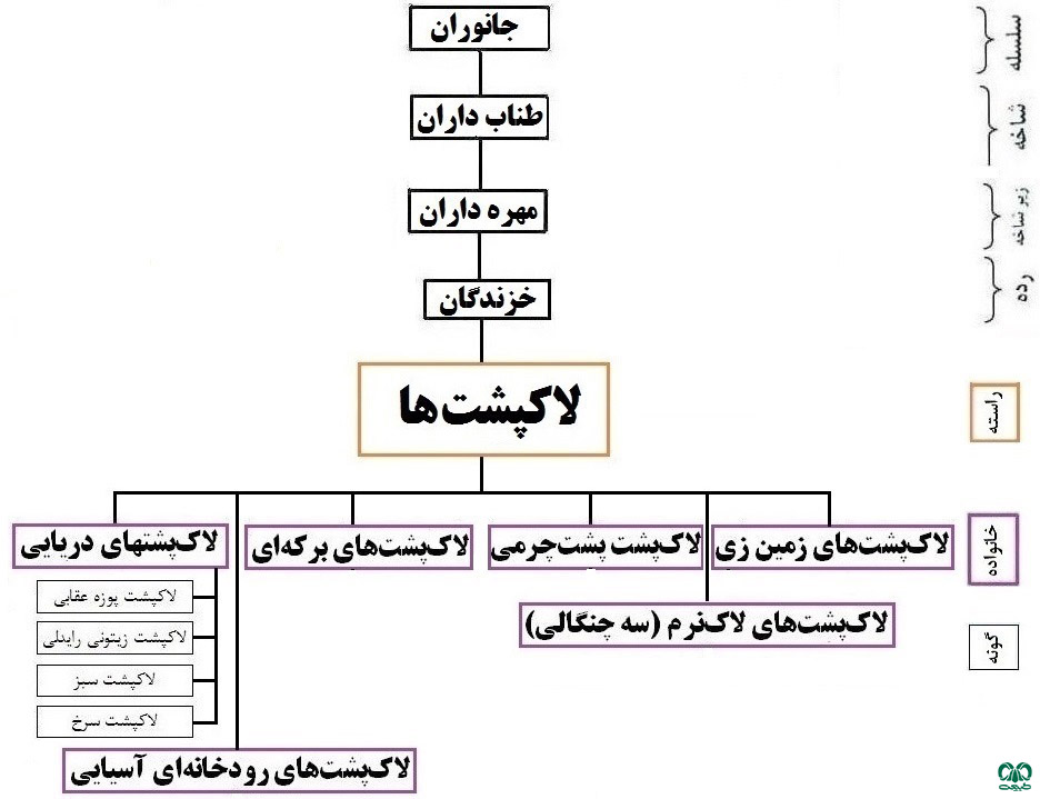  خانواده لاکپشت‌های دریایی