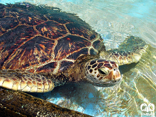خانواده لاکپشت‌ دریایی در دنیا 