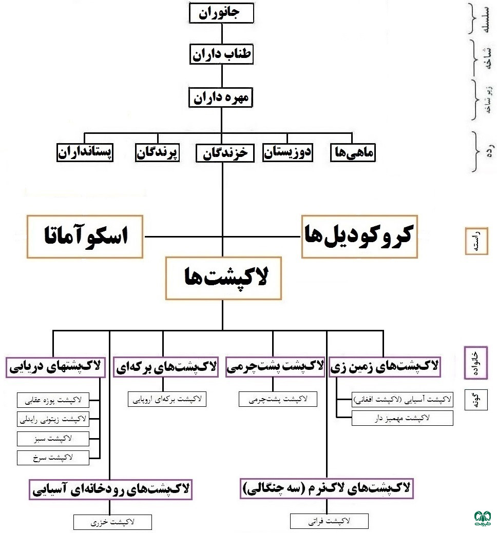 طبقه بندی راسته لاکپشت‌ها