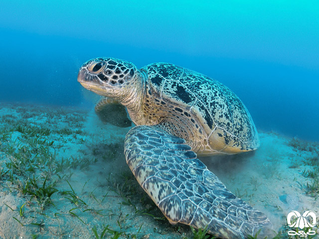 لاکپشت‌های دریا زی
