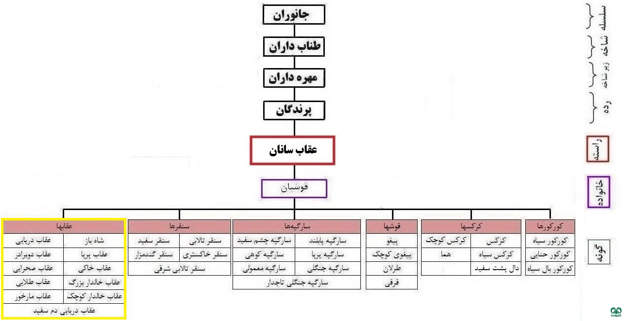 طبقه‌بندی گروه عقاب‌ها