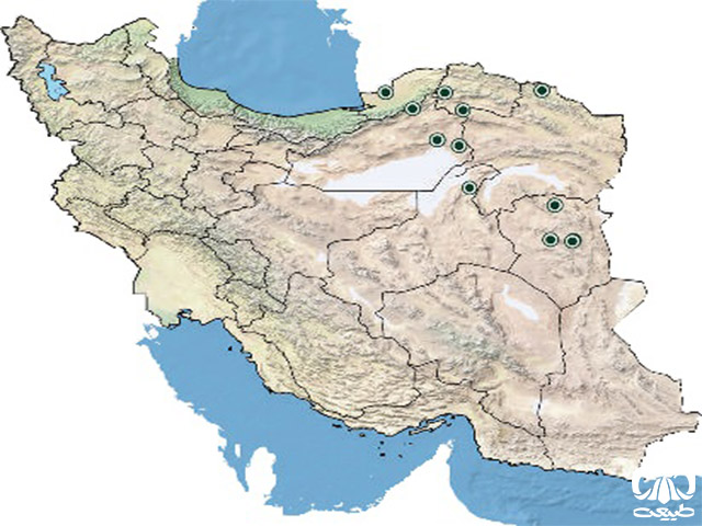 لاکپشت آسیایی در ایران