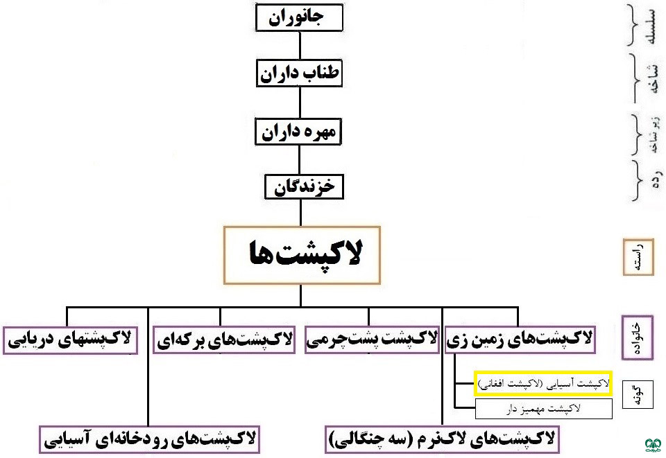 طبقه‌بندی گونه لاکپشت آسیایی