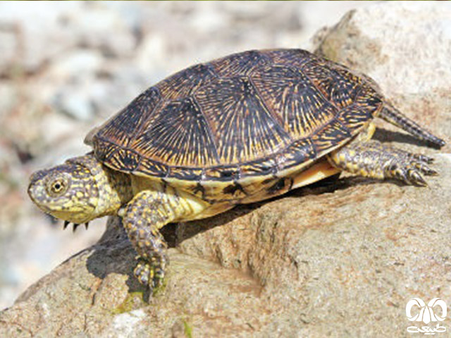 ویژگی‌های زیستی  گونه لاکپشت برکه‌ای اروپایی
