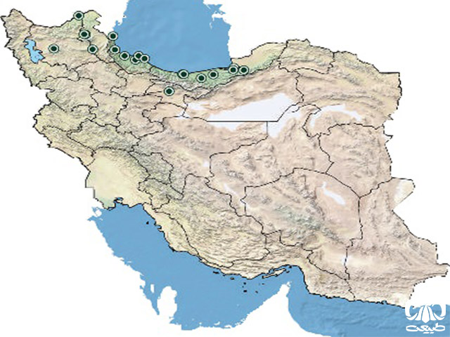 لاکپشت برکه‌ای اروپایی در ایران