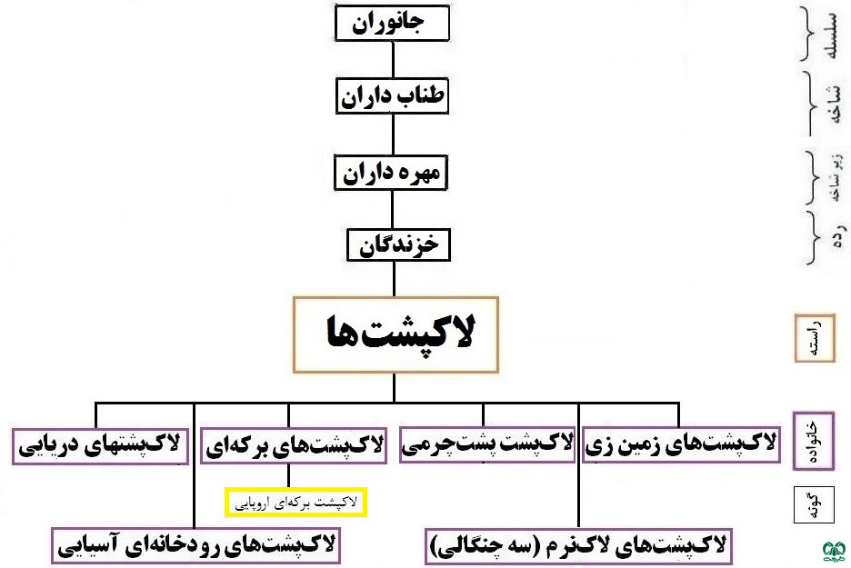 طبقه‌بندی گونه لاکپشت برکه‎ای اروپایی