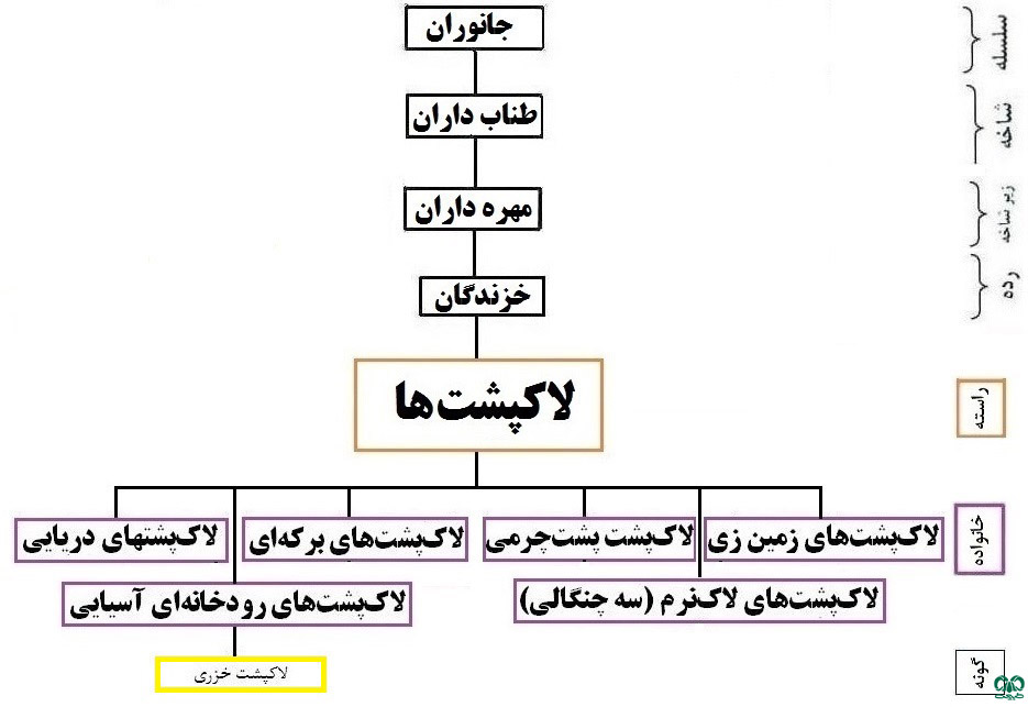 طبقه‌بندی گونه گونه لاکپشت خزری