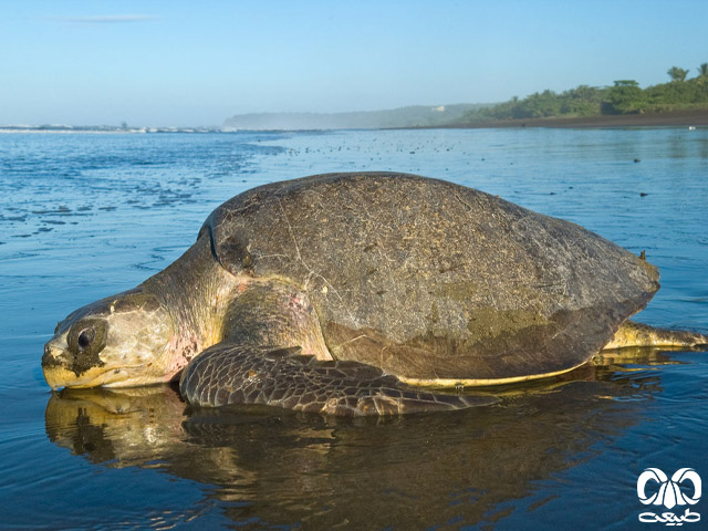 گونه لاکپشت زیتونی ریدلی