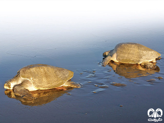 وضعیت حفاظتی گونه لاکپشت زیتونی ریدلی