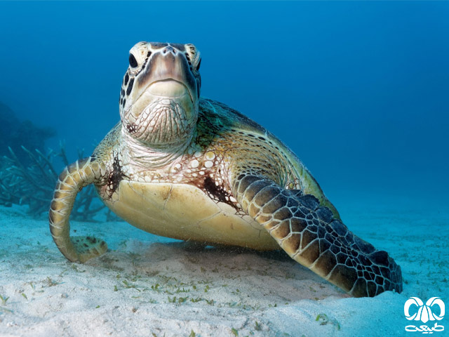 گونه لاکپشت سبز Green Sea Turtle