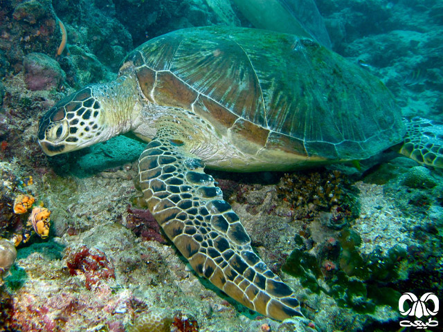  ویژگی‌های زیستی گونه لاکپشت سبز