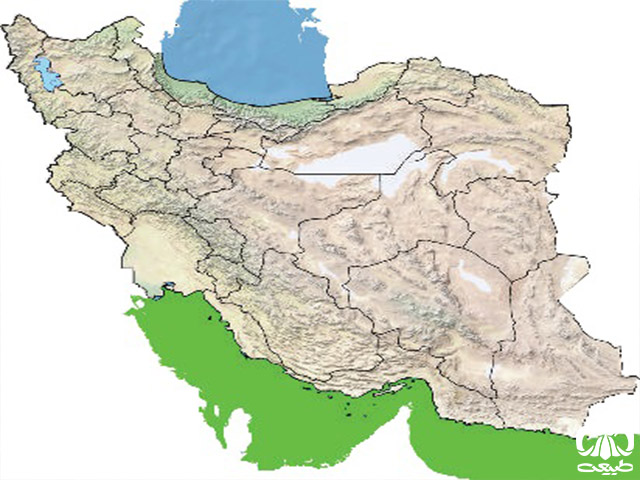 لاکپشت سبز در ایران