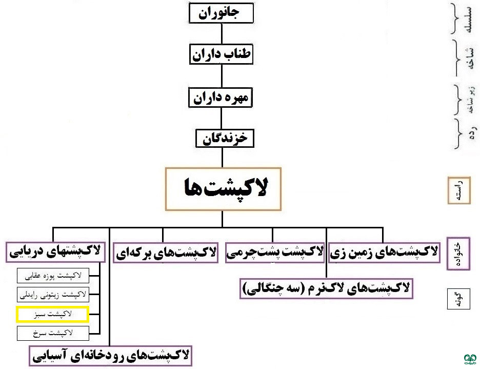 طبقه‌بندی گونه لاکپشت سبز