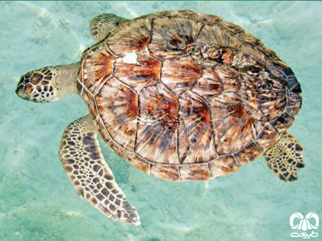 ویژگی‌های ظاهری گونه لاکپشت سبز