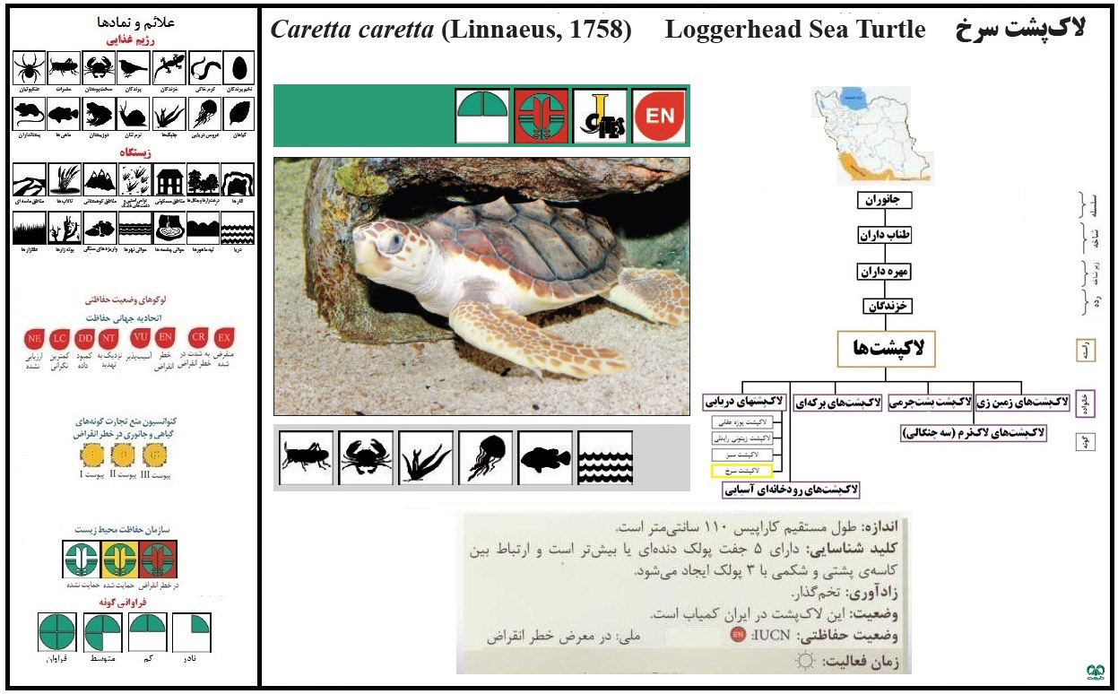 گونه لاکپشت سرخ