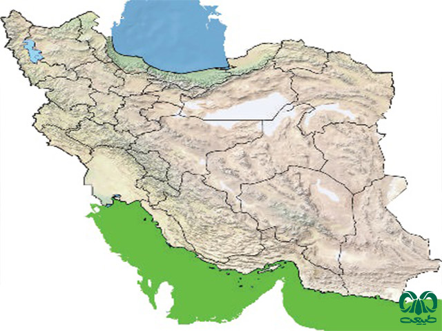 لاکپشت سرخ در ایران