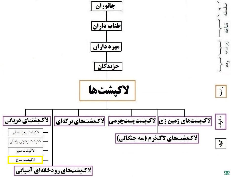 طبقه‌بندی گونه لاکپشت سرخ