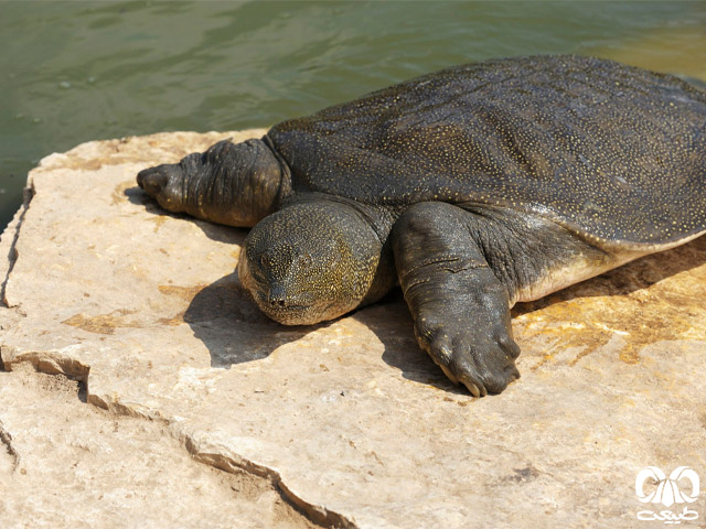 ویژگی‌های ظاهری گونه لاکپشت فراتی