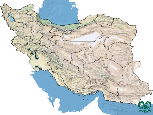 لاکپشت فراتی در ایران