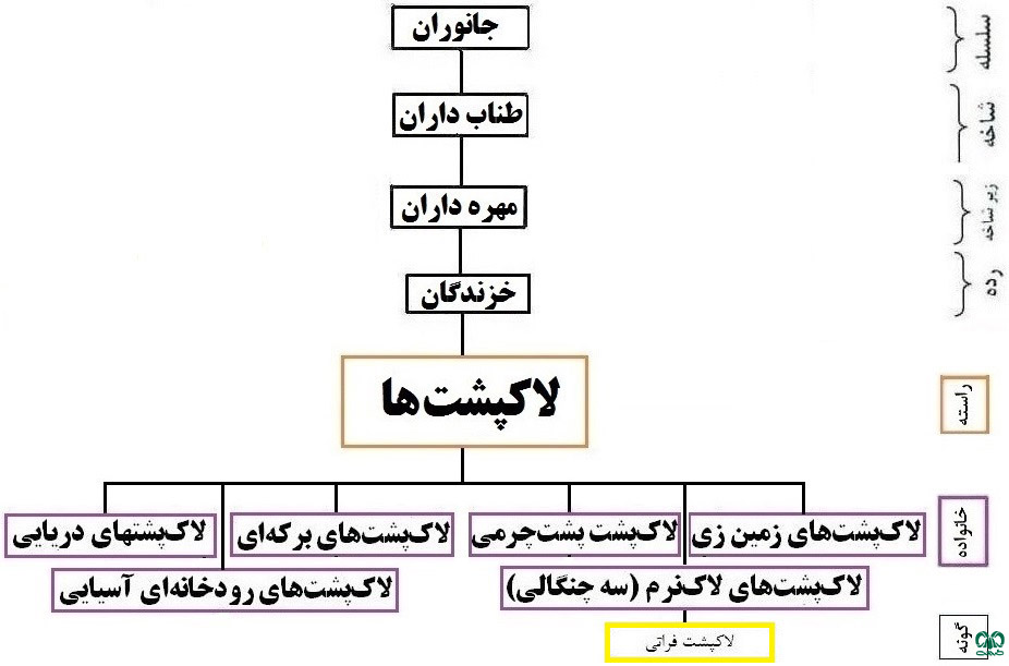 طبقه‌بندی گونه لاکپشت فراتی