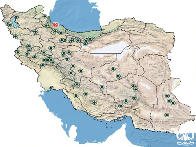 لاکپشت مهمیزدار در ایران