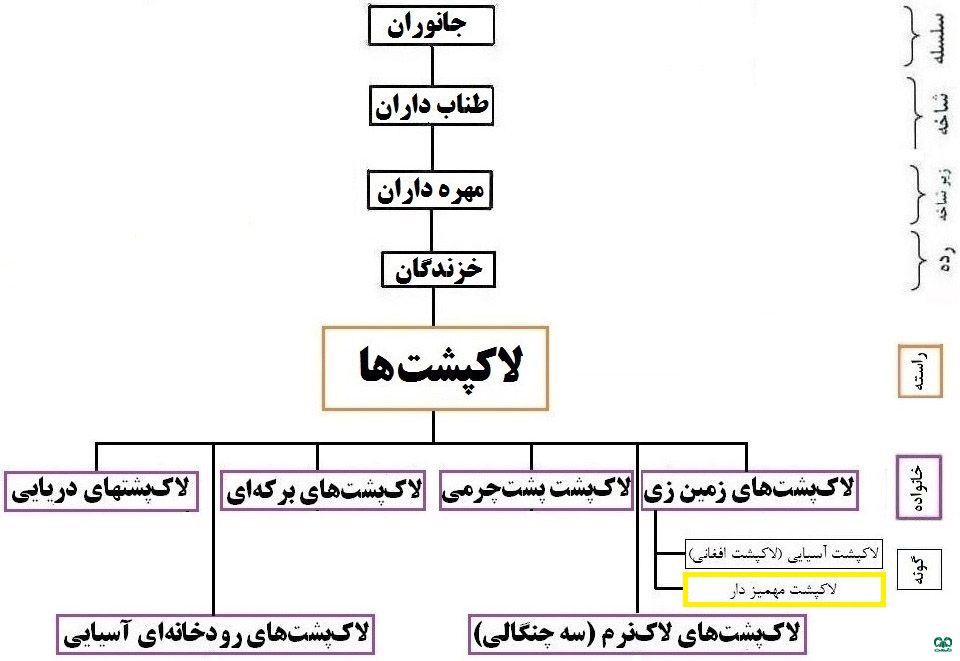 طبقه‌بندی گونه لاکپشت مهمیزدار