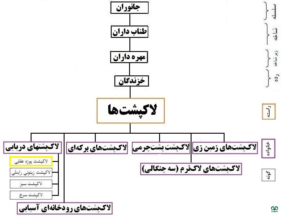 طبقه‌بندی گونه لاکپشت پوزه عقابی