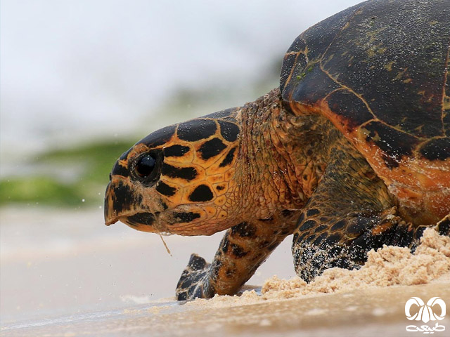 ارزش اقتصادی گونه لاکپشت پوزه عقابی