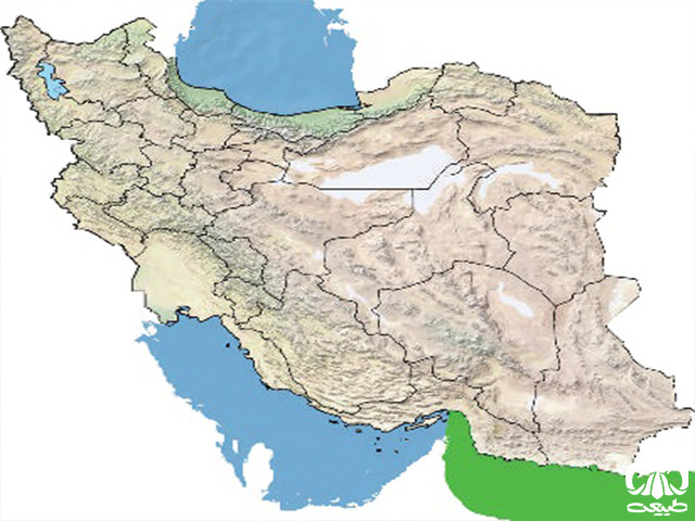  لاکپشت چرمی در ایران