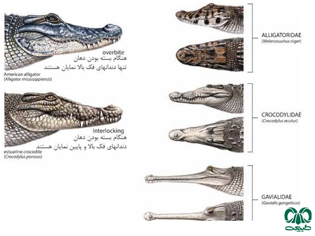 خزندگان قدیمی