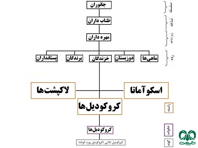 راسته کروکودیل‌ها