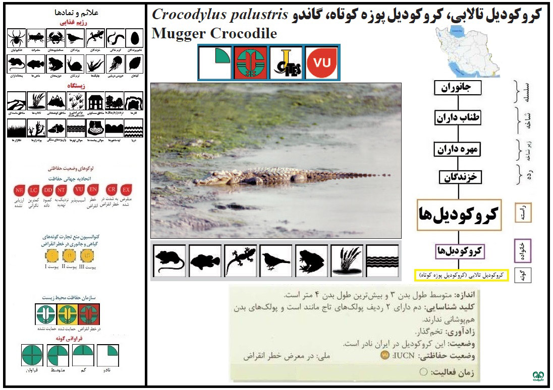 گونه کروکودیل پوزه کوتاه 