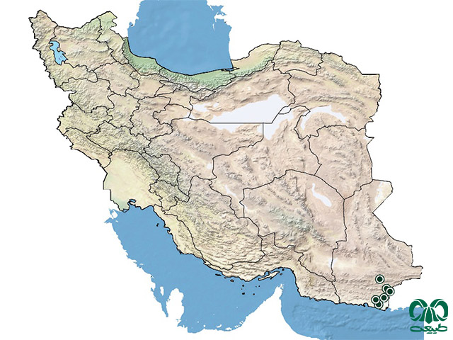  پراکنش جهانی