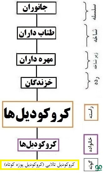  طبقه‌بندی گونه گاندو