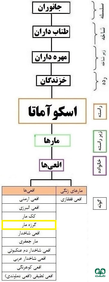 طبقه‌بندی گونه گرزه مار