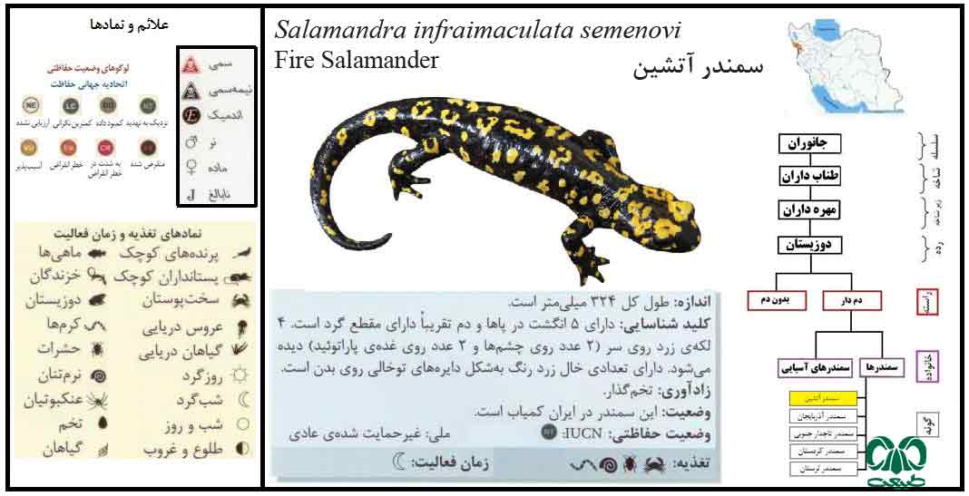 سمندر آتشین از خانواده سمندرها سمندر آتشین