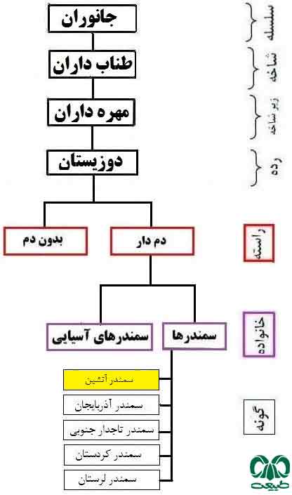 طبقه بندی گونه سمندر آتشین گونه سمندر