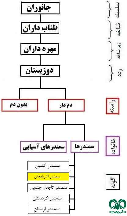 طبقه بندی گونه