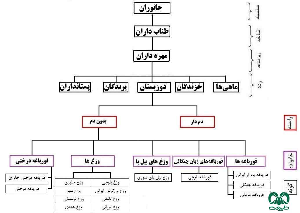 راسته دوزیستان