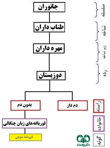 رده بندی گونه