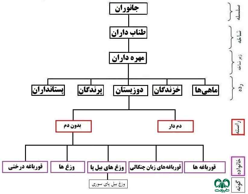 رده بندی وزغ‌ها