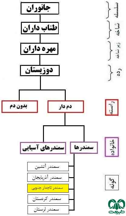 طبقه بندی گونه