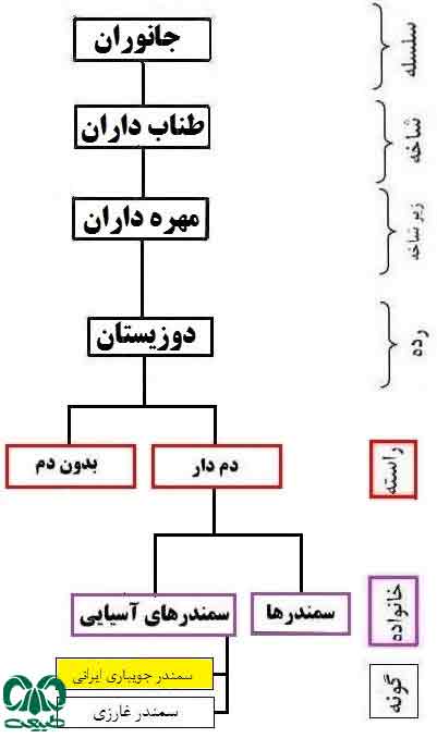 طبقه بندی گونه 