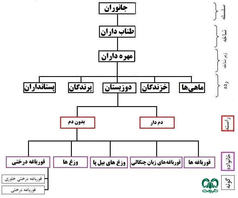 رده بندی قورباغه