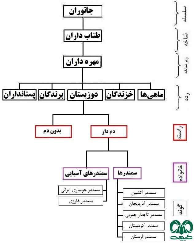 دوزیستان دم‌دار