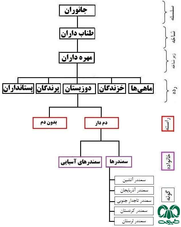 خانواده سمندرها