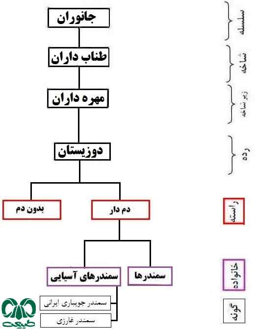 سمندرهای آسیایی