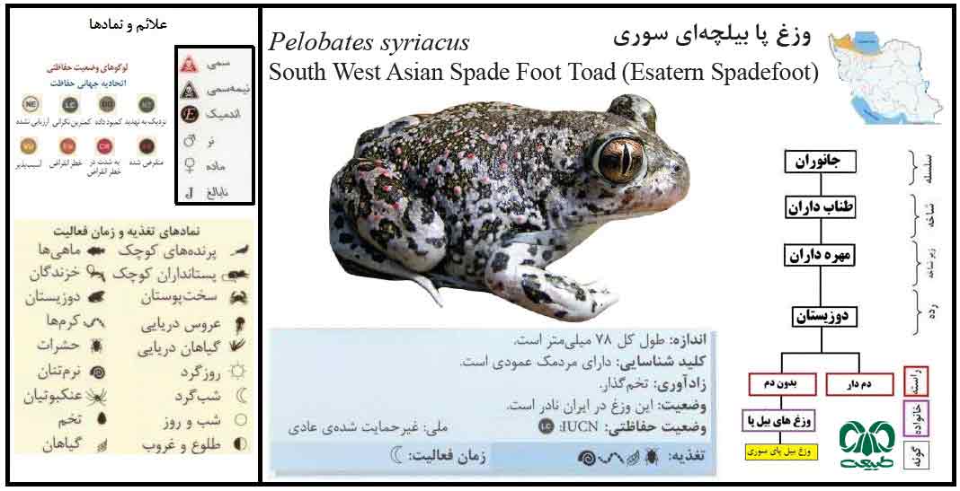  وزغ پا بیلچه‌ای سوری