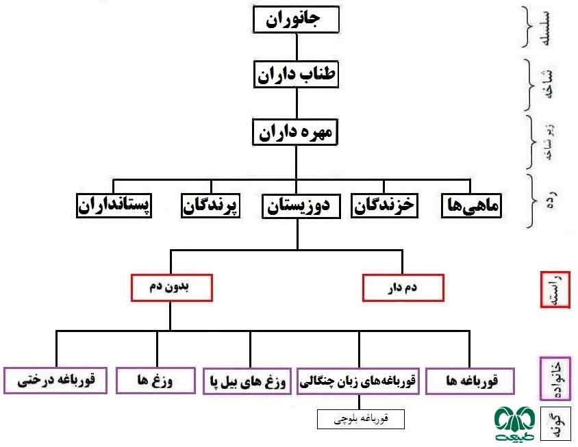 خانواده قورباغه‌ها